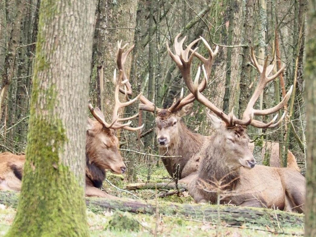Royal Veluwe Villa Putten Eksteriør bilde